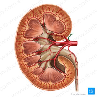 Inferior suprarenal artery (Arteria suprarenalis inferior); Image: Irina Münstermann