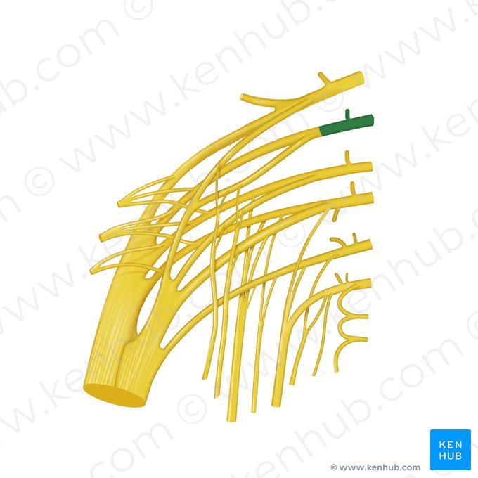 Nervo espinal L5 (Nervus spinalis L5); Imagem: Begoña Rodriguez