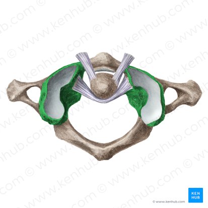 Lateral mass of atlas (Massa lateralis atlantis); Image: Liene Znotina