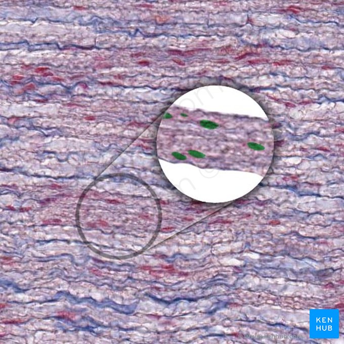 Núcleo da célula de Schwann ou fibroblasto endoneural (Nucleus schwannocyti/fibroblasti endoneurialis); Imagem: 
