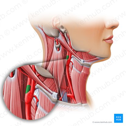 Seno carotídeo (Sinus carotidis); Imagen: Paul Kim