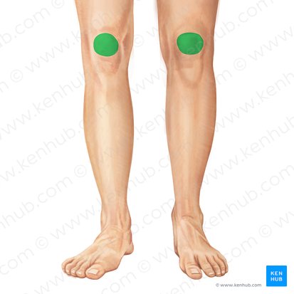 Patella (Kniescheibe); Bild: Irina Münstermann