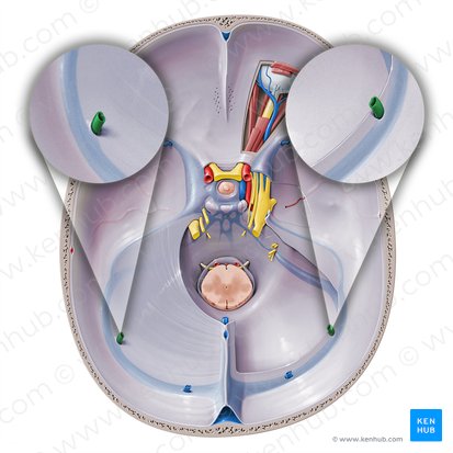 Inferior cerebral veins (Venae inferiores cerebri); Image: Paul Kim
