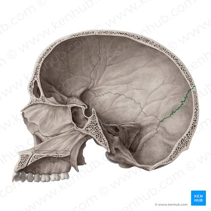 Lambdoid suture (Sutura lambdoidea); Image: Yousun Koh