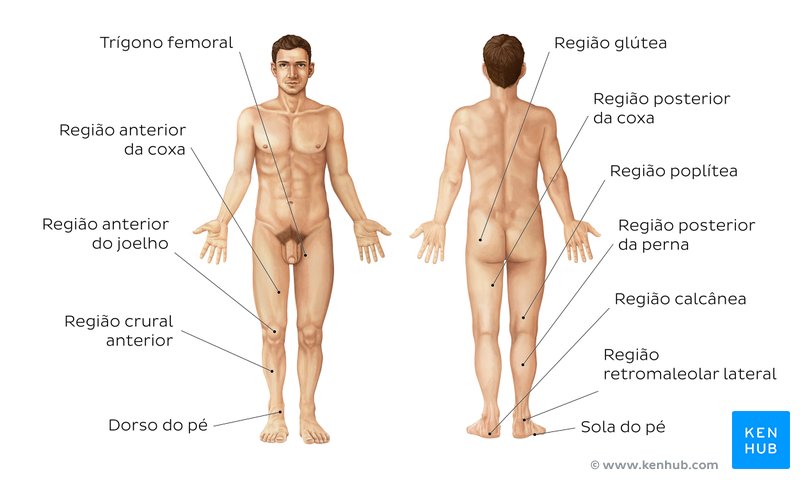 Estude as principais regiões do membro inferior com este prático desenho com os nomes das estruturas