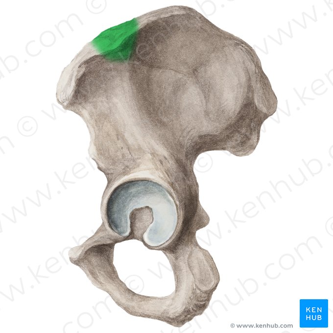 Iliac tubercle (Tuberculum iliacum); Image: Liene Znotina