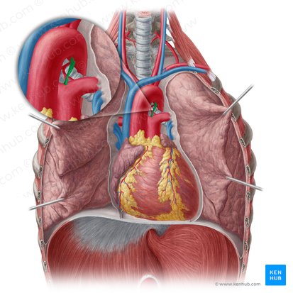 Ligamentum arteriosum; Image: Yousun Koh