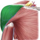 Faszien der Schulterregion