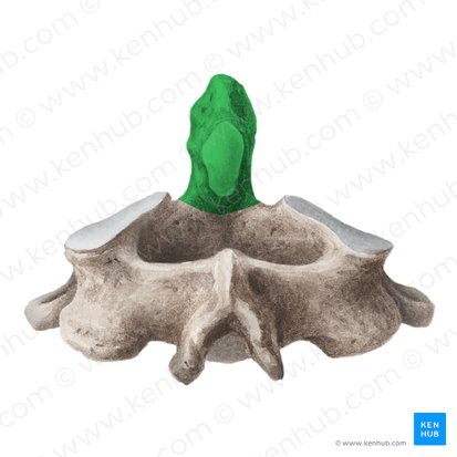Diente del axis (Dens axis); Imagen: Liene Znotina