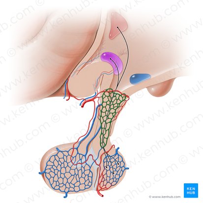 Primary capillary network of hypophyseal portal system (Rete capillare primarium systematis portalis hypophysialis); Image: Paul Kim