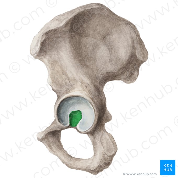 Fosa acetabular del hueso coxal (Fossa acetabuli ossis coxae); Imagen: Liene Znotina