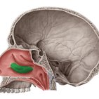 Concha nasal inferior