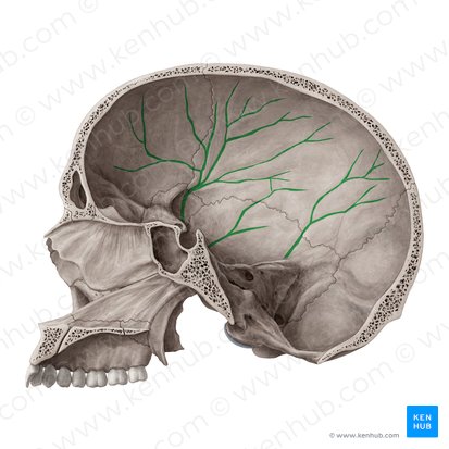 Surcos arteriales (Sulci arteriosi); Imagen: Yousun Koh