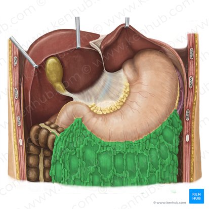 Omentum majus (Großes Netz); Bild: Irina Münstermann