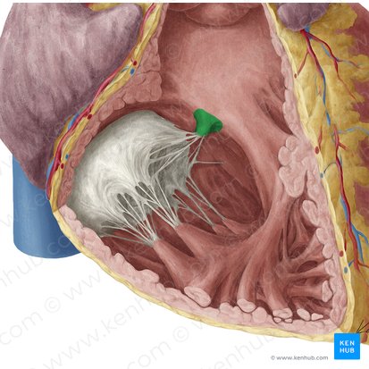 Musculus papillaris septalis ventriculi dextri (Septaler Papillarmuskel der rechten Herzkammer); Bild: Yousun Koh