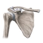 Acromioclavicular joint
