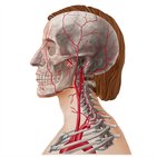 Artères principales de la tête et du cou