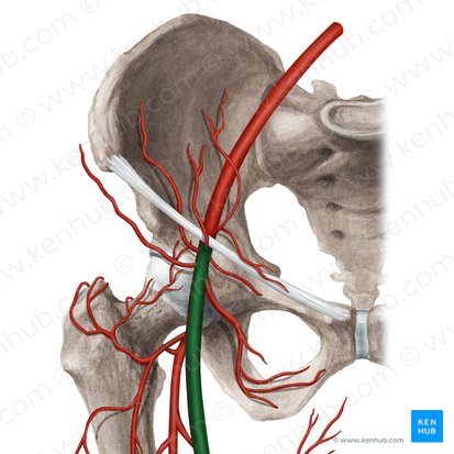 Femoral artery (Arteria femoralis); Image: Rebecca Betts