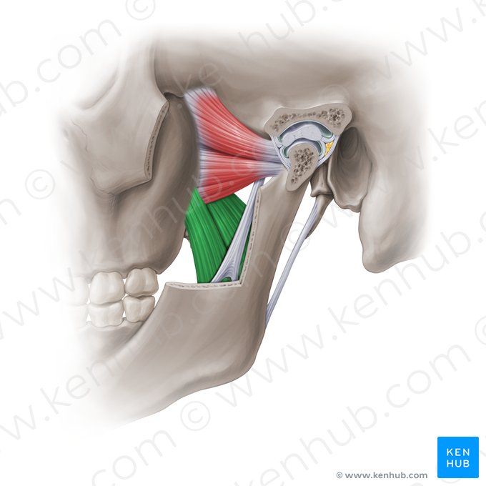 Musculus pterygoideus medialis (Innerer Flügelmuskel); Bild: Paul Kim