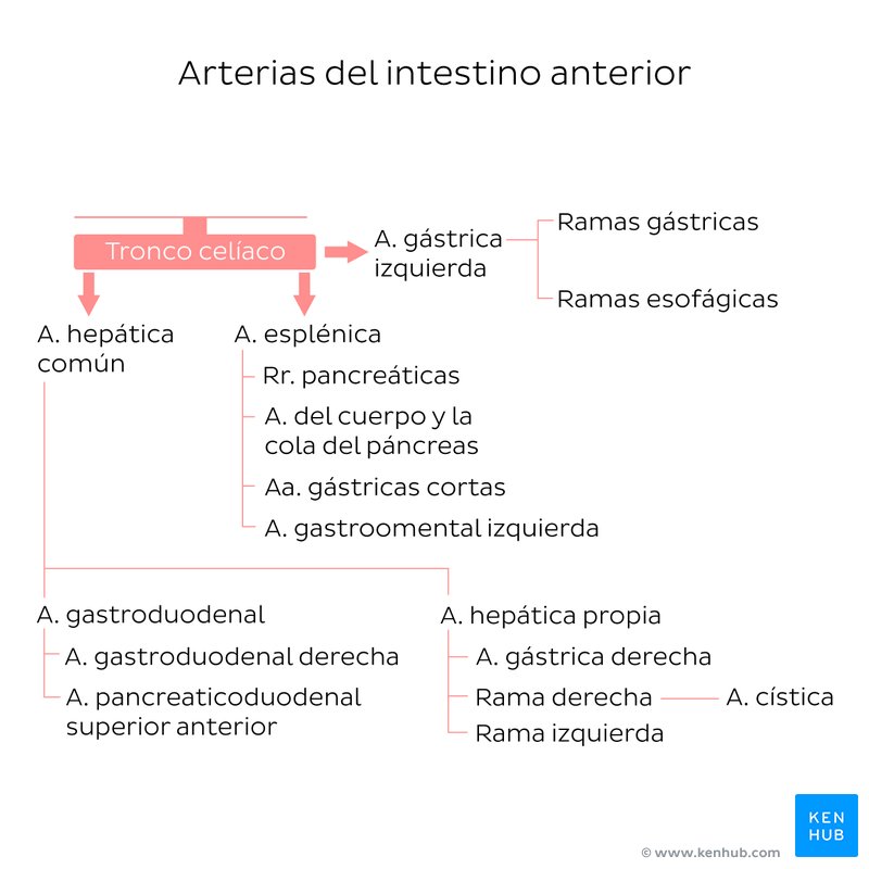 Ramas del tronco celíaco