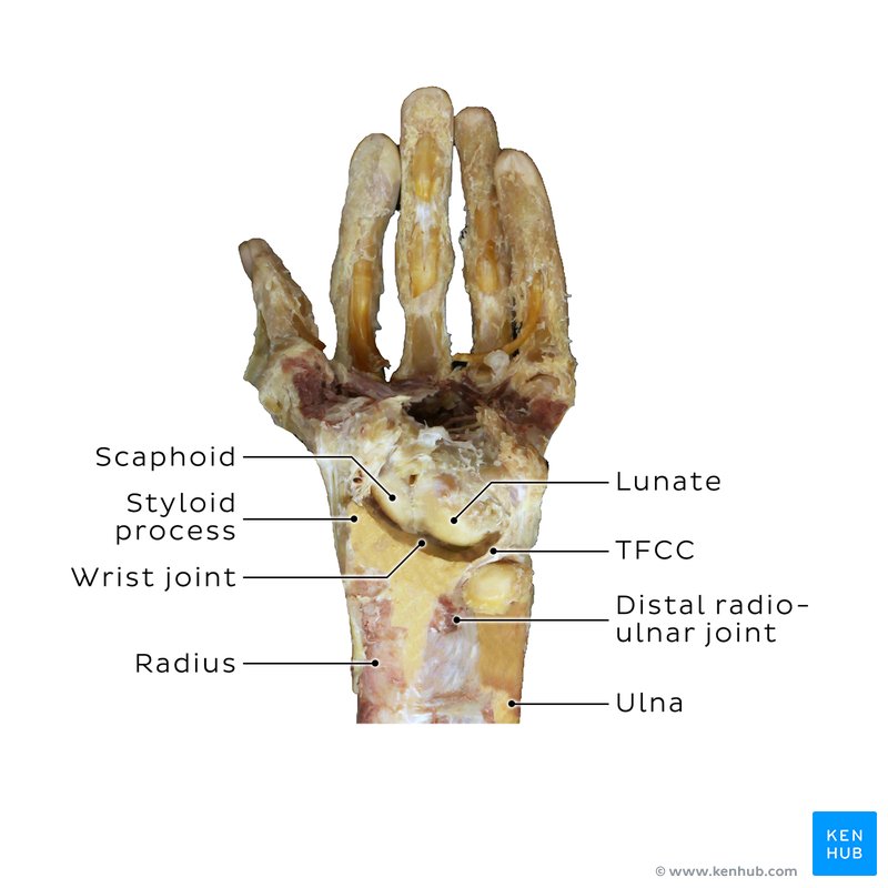 Wrist anatomy cadaver