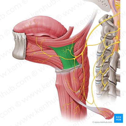 Músculo hioglosso (Musculus hyoglossus); Imagem: Paul Kim