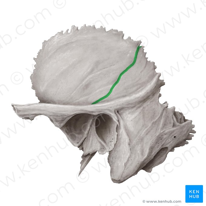 Surco para la arteria temporal media del hueso temporal (Sulcus arteriae temporalis mediae ossis temporalis); Imagen: Samantha Zimmerman