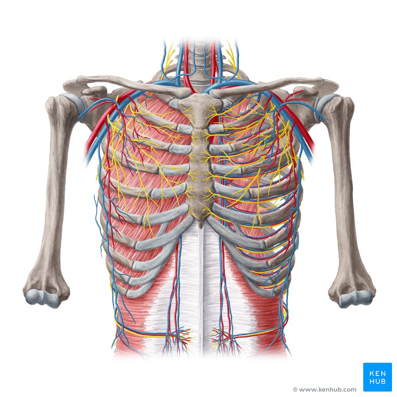 Anatomía del tórax y del mediastino.