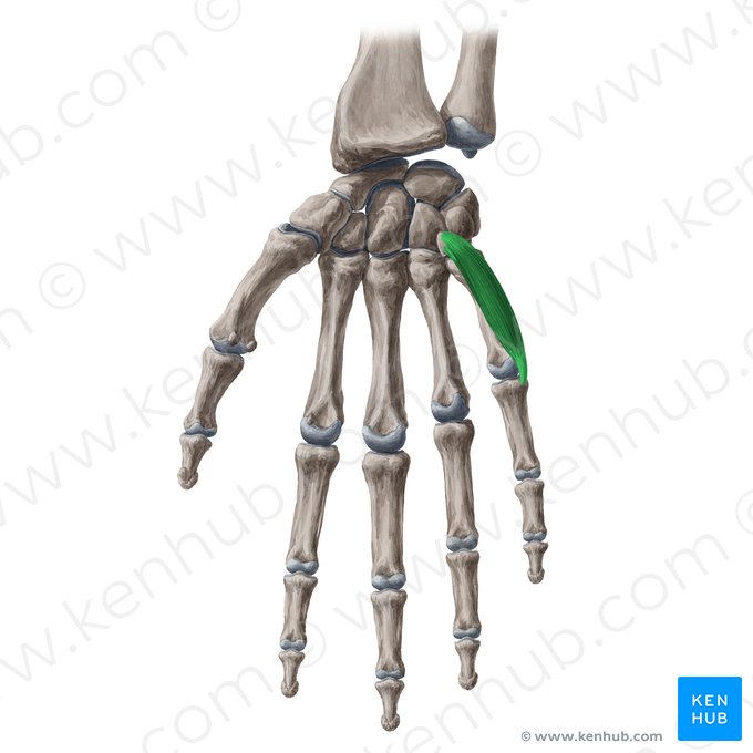 Musculus flexor digiti minimi brevis manus (Kleinfingerbeuger); Bild: Yousun Koh