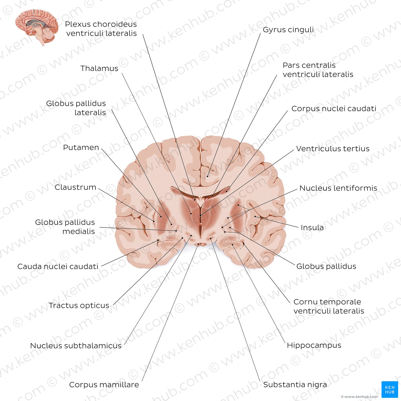 Koronaler Schnitt durch das Gehirn (Höhe des Thalamus): Graue Substanz