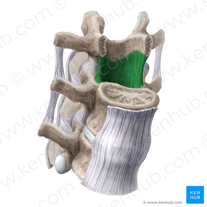 Ligamenta flava; Image: Liene Znotina