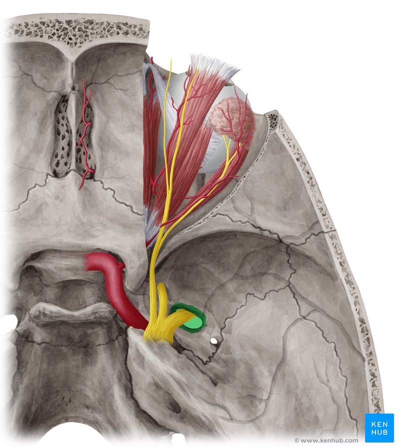 Foramen ovale