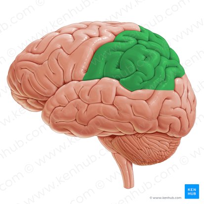 Lóbulo parietal (Lobus parietalis); Imagen: Paul Kim