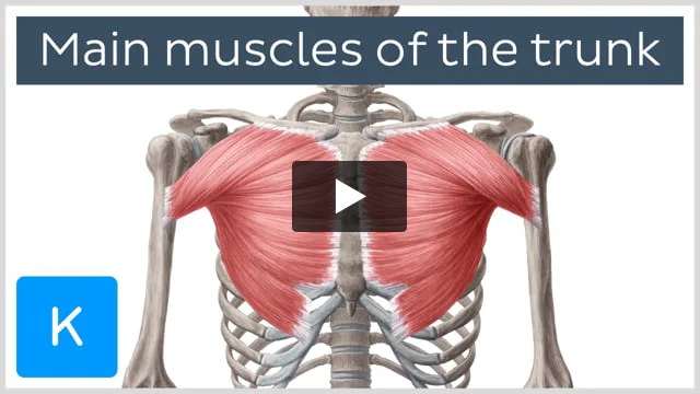 Muscles of the trunk: Anatomy, diagram, pictures | Kenhub