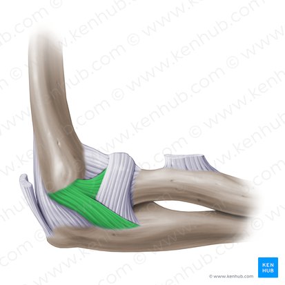 Ligamento colateral radial de la articulación del codo (Ligamentum collaterale radiale cubiti); Imagen: Paul Kim