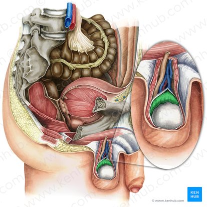 Épididyme (Epididymis); Image : Irina Münstermann