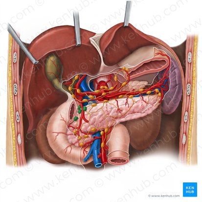 Superior pancreaticoduodenal lymph nodes (Nodi lymphoidei pancreaticoduodenales superiores); Image: Esther Gollan