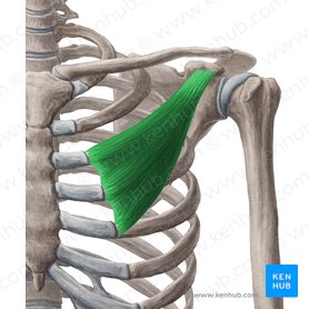 Musculus pectoralis minor (Kleiner Brustmuskel); Bild: Yousun Koh