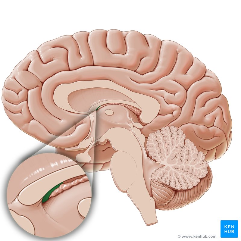 Subfornical organ - sagittal view