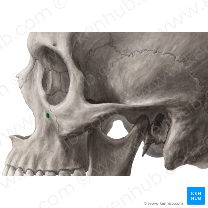Foramen infraorbitario del hueso maxilar (Foramen infraorbitale maxillae); Imagen: Yousun Koh
