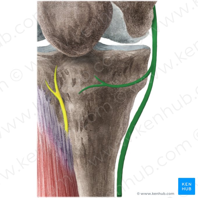 Saphenous nerve (Nervus saphenus); Image: Liene Znotina