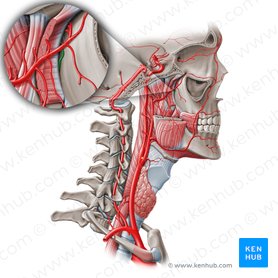 Maxillary artery: Branches and anatomy | Kenhub