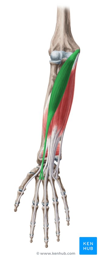 Flexor carpi radialis muscle - ventral view