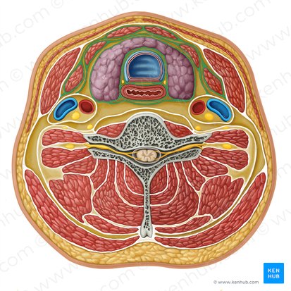 Middle layer of deep cervical fascia (Lamina media fasciae cervicalis profundae); Image: Irina Münstermann