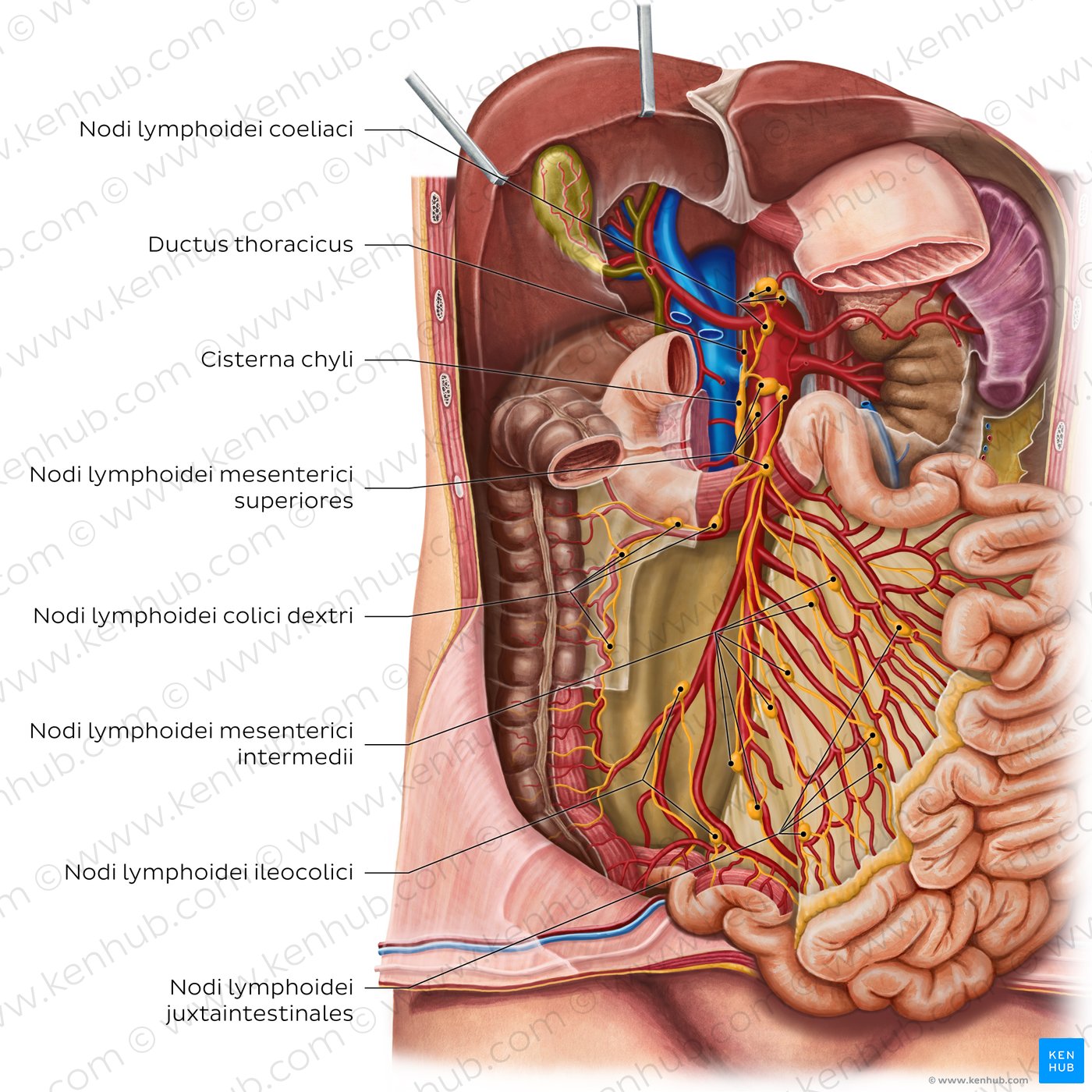 Lymph nodes of the small intestine