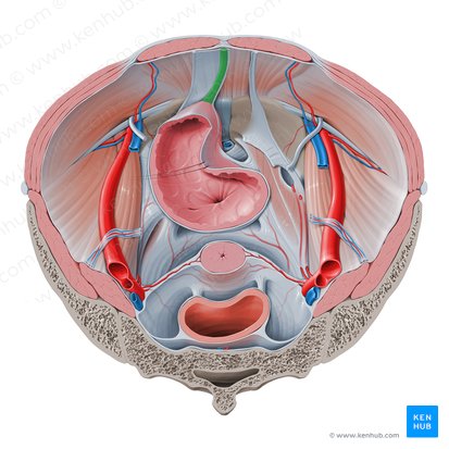 Ligamento umbilical mediano (Ligamentum umbilicale medianum); Imagem: Paul Kim