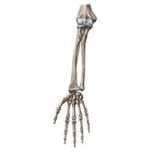 Radius and ulna