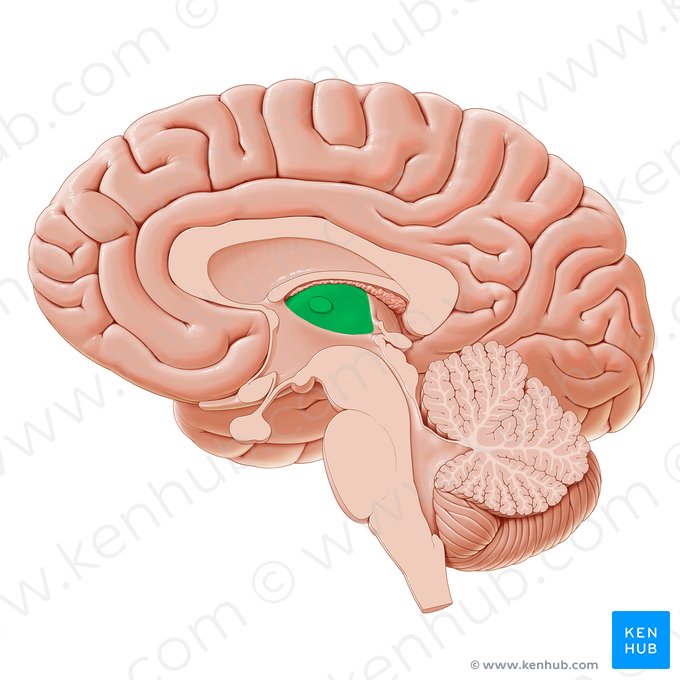 Tálamo (Thalamus); Imagen: Paul Kim