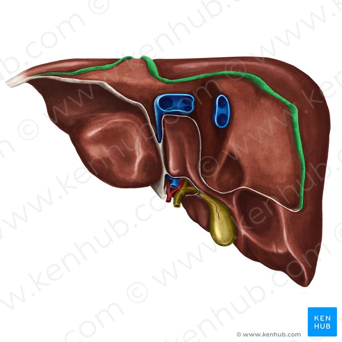 Lâmina anterior do ligamento coronário do fígado (Pars anterior ligamenti coronarii hepatis); Imagem: Irina Münstermann