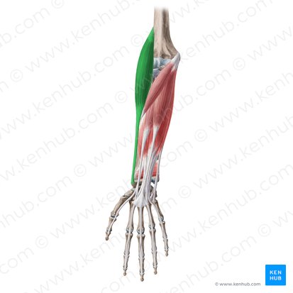 Músculo braquiorradial (Musculus brachioradialis); Imagem: Yousun Koh